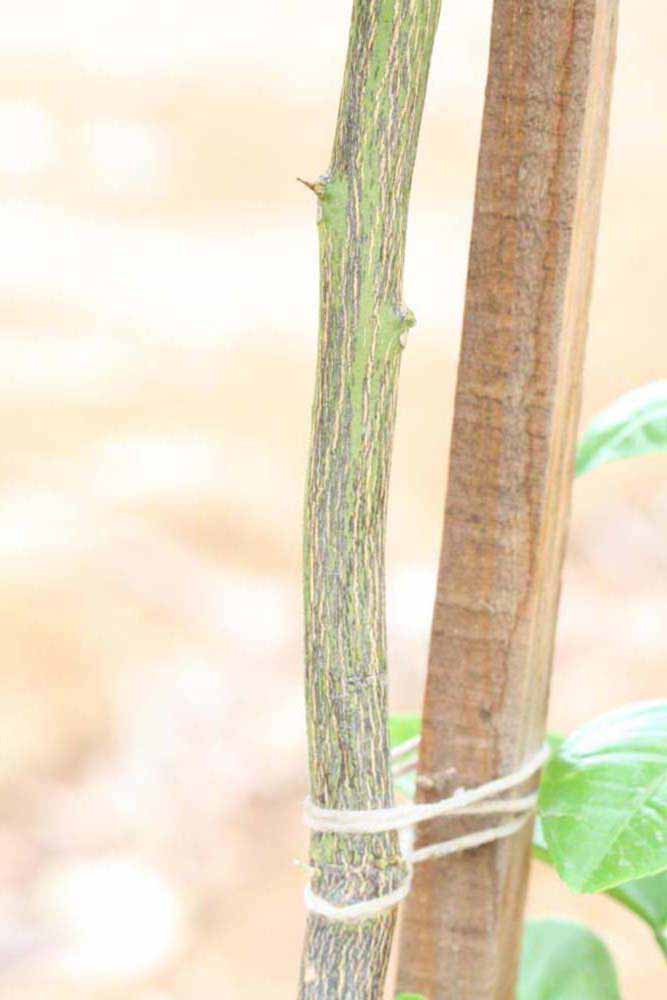              Second - third year twig (Riverside,   CA)       